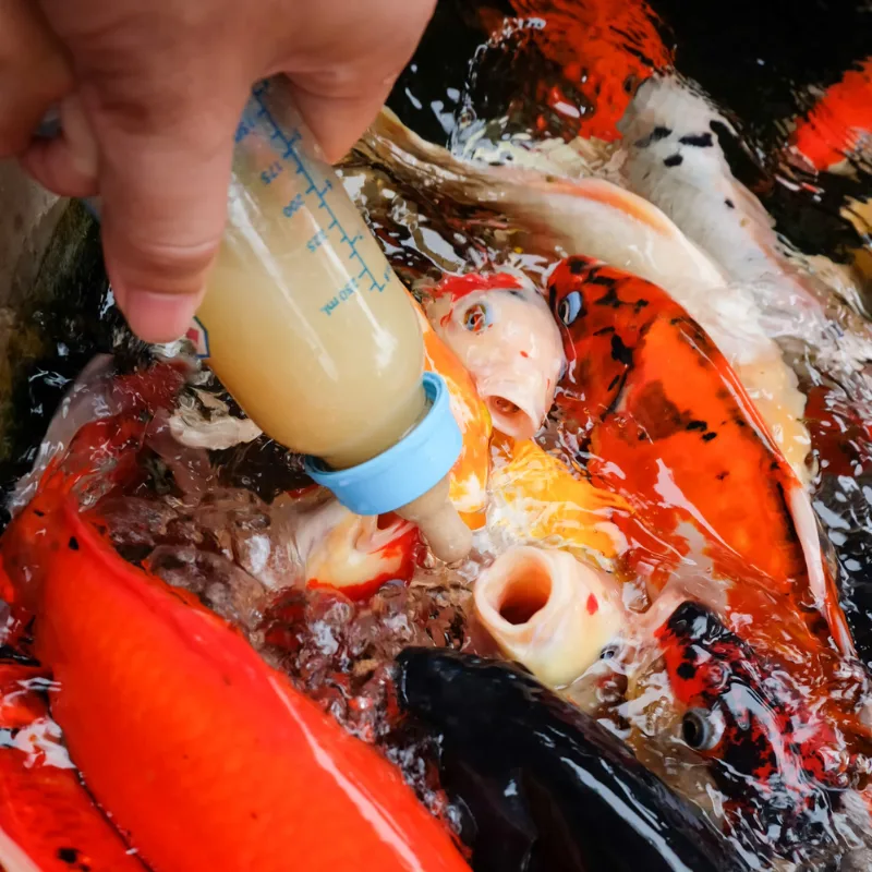 Koi Feeding - Aqualora Koi Mandiri