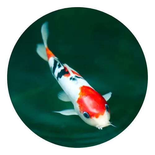 Koi Lokal Grade A–B - Aqualora Koi Mandiri