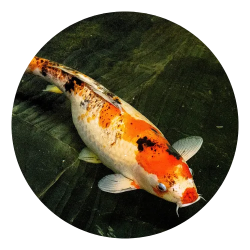 Koi Lokal Grade Menengah - Aqualora Koi Mandiri