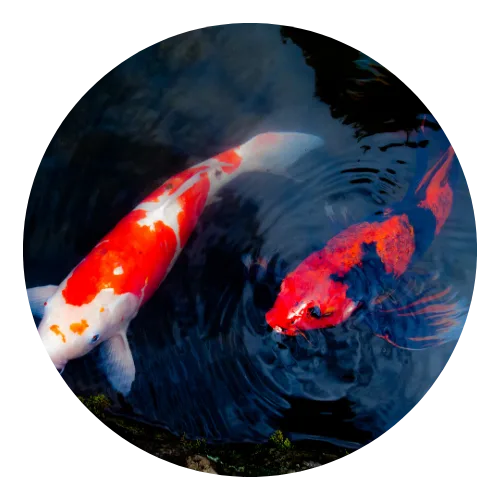 Koi Premium - Aqualora Koi Mandiri