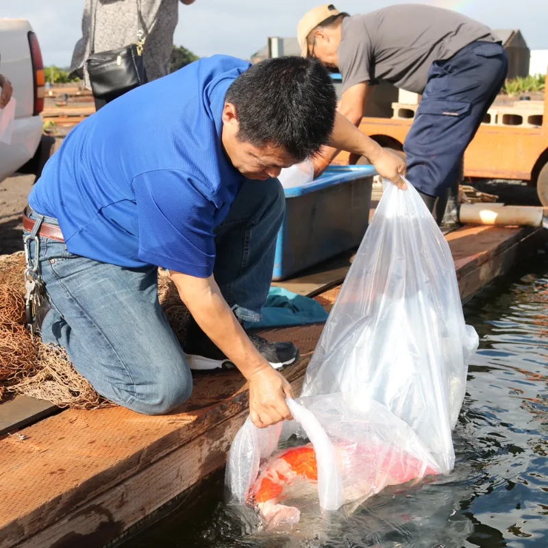 Pengiriman Koi - Aqualora Koi Mandiri