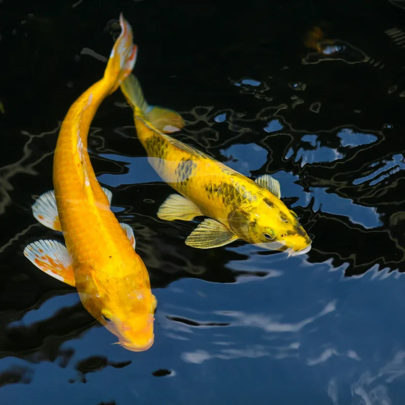 Yellow Koi - Aqualora Koi Mandiri